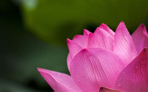Free Photo Lotus Flower Blooming During Daytime Bloom Blossom