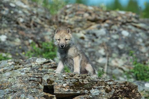 Baby Wolf On Rocks Photograph By Kelly Walkotten Pixels