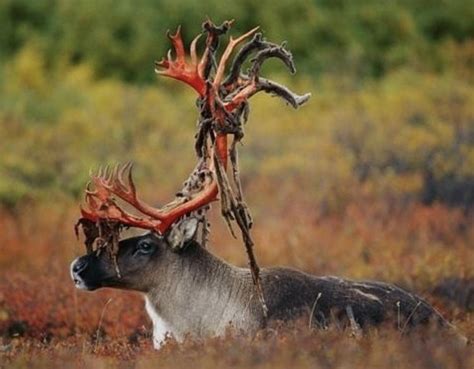 freshly peeled antlers r natureismetal