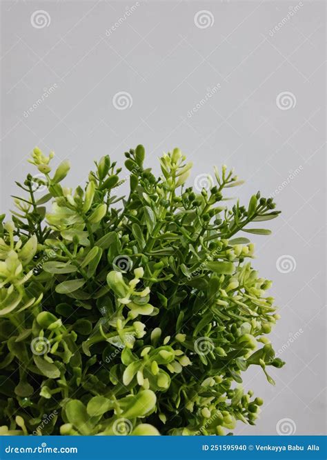 Greenery With White Background Stock Photo Image Of Beautiful