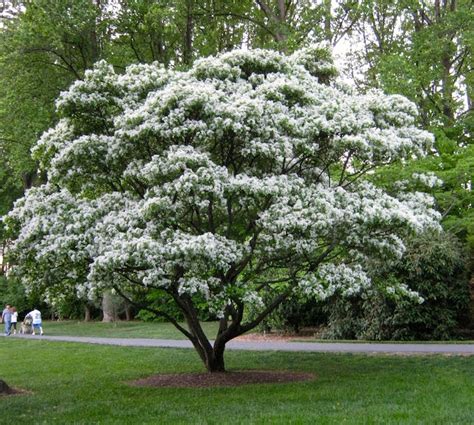 Large white flowers cover hyperion dogwood in early spring. Plant family backlog | Arnold Zwicky's Blog