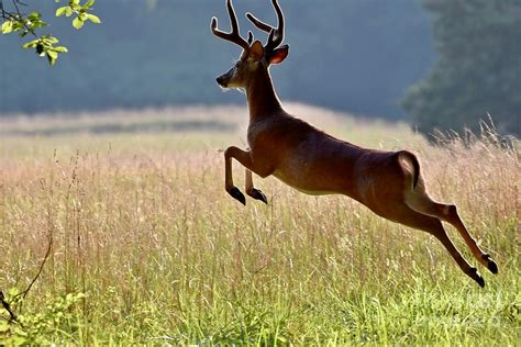 Deer Jumping High