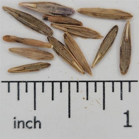 Meadow Brome Chesak Seed House