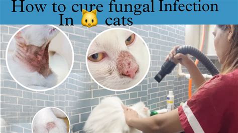 How To Cure Fungal Infections In Cats And Kittens Helpful Video For