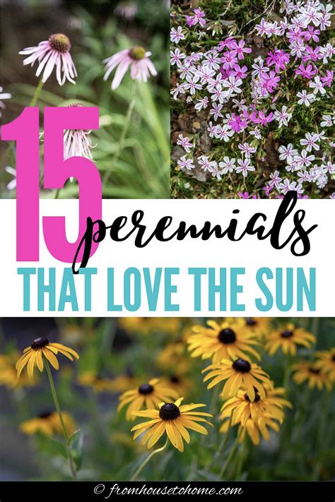 Maybe you would like to learn more about one of these? Full Sun Perennials: 15 Beautiful Low Maintenance Plants ...