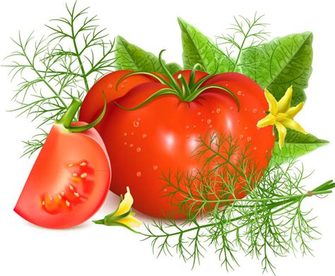 Roma Tomato Free Vector Download 412 Free Vector For Commercial Use