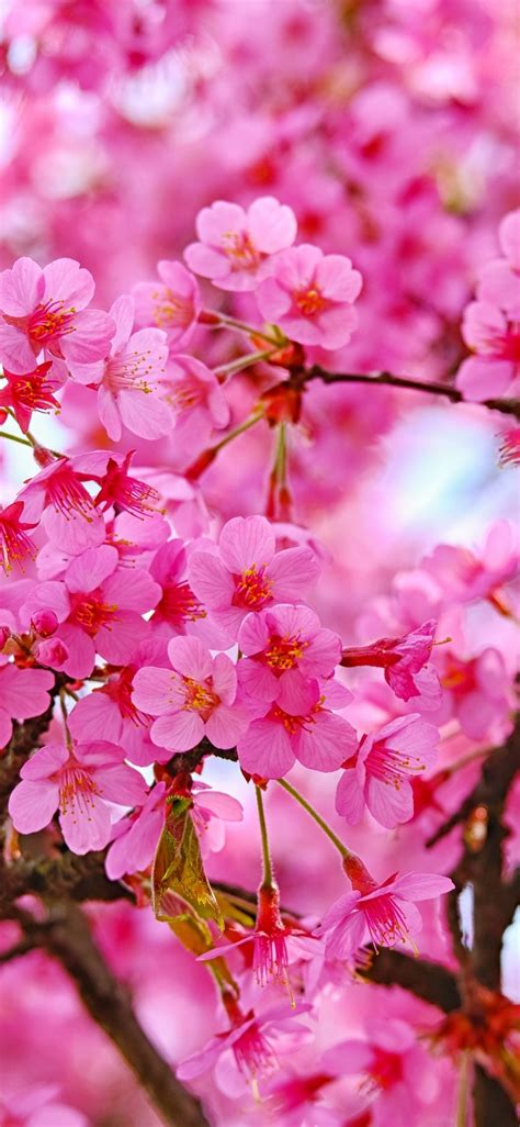 1125x2436 Cherry Blossom Pink Flowers Nature Wallpaper Cherry