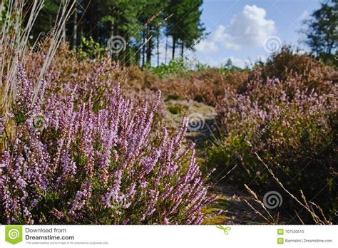 Heather Moorland In Kempen Forests North Brabant The Netherlan Stock