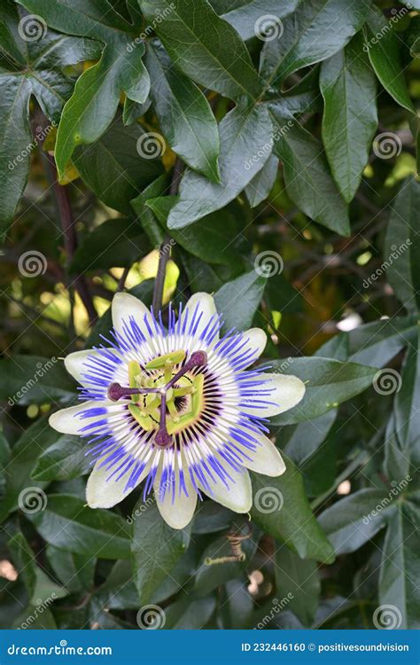 Common Passion Flower Plant Passiflora Caerulea In Full Bloom With A