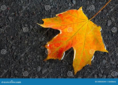 Wet Maple Leaf On The Asphalt Stock Photo Image Of Element Autumnal