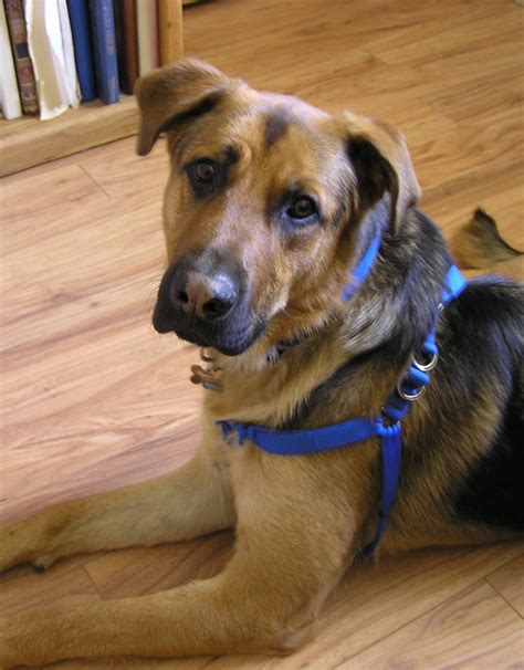 German Shepherd Lab Mix Loyal Loving And Energetic