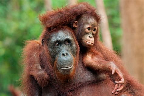 Orangutan Mother And Baby Sean Crane Photography