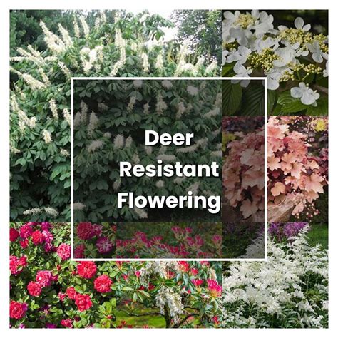 How To Grow Deer Resistant Flowering Shrubs Plant Care And Tips