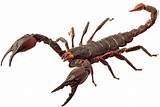 Photos of Scorpion Pest Removal