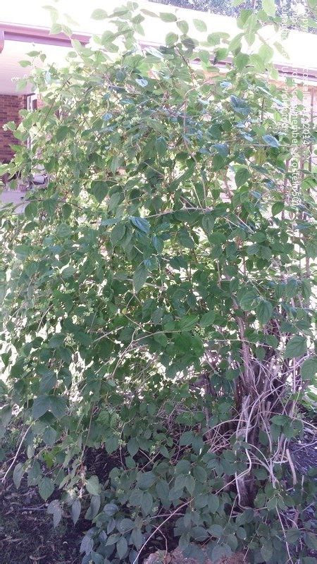 Plant Identification Closed Help Tall White Flowering Shrub 1