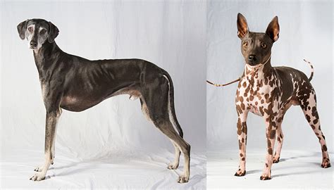 2 New Dog Breeds Join American Kennel Clubs Roster