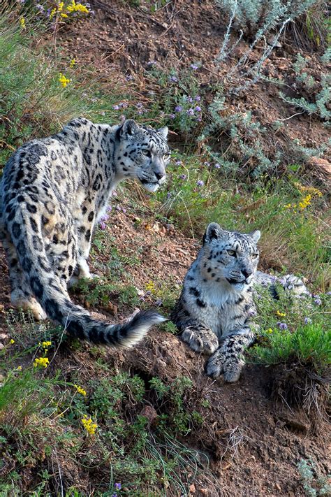 How Do Snow Leopards Catch Their Prey Home Design Ideas