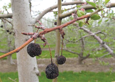 Ruby Stout Flowering Crabapple Tree Diseases Do Your Research To