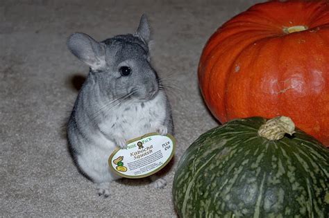 Funny Chinchilla Interesting New Pictures Funny And Cute Animals