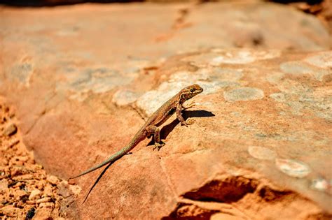 7 Different Types Of Lizards In Malaysia