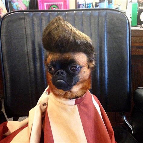 9 Hilarious Dog Haircuts Funcage