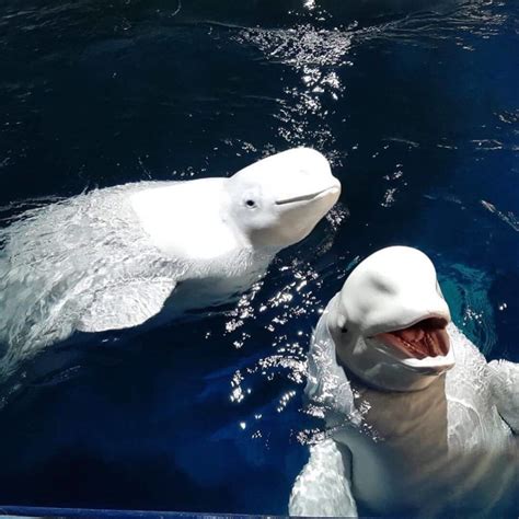 Two Stunning Captive Beluga Whales Finally Rescued And Released Into