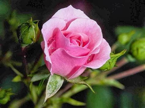Dengan awalan huruf u anda bisa menjadikannya gambar bunga mawar yang sekaligus bisa anda warnai. Unduh 102 Background Bunga Mawar Cantik HD Terbaru - Download Background