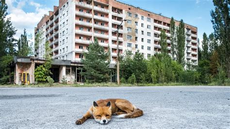 8 Facts About The Animals Of Chernobyl
