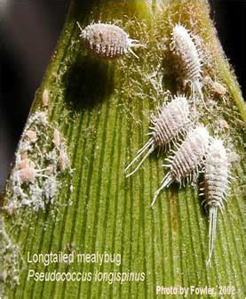 What chemicals will kill spider mites? Mealybugs
