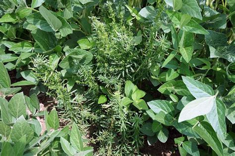 Discouraging Herbicide Resistant Weeds Extension Service