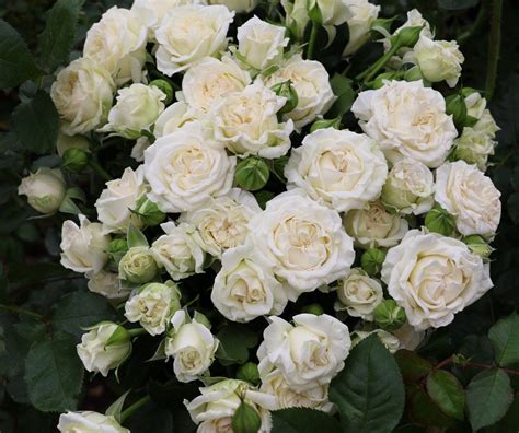Spray Rose Collection — Eufloria Flowers In 2020 Spray Roses White