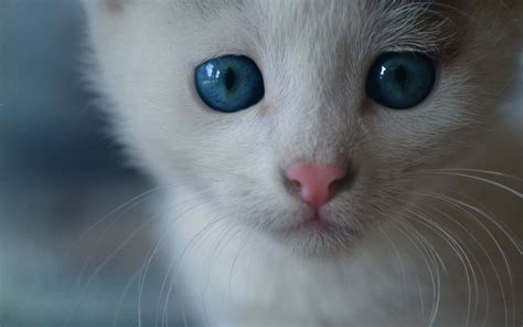 White Cat With One Blue Eye Deaf Chick Crack