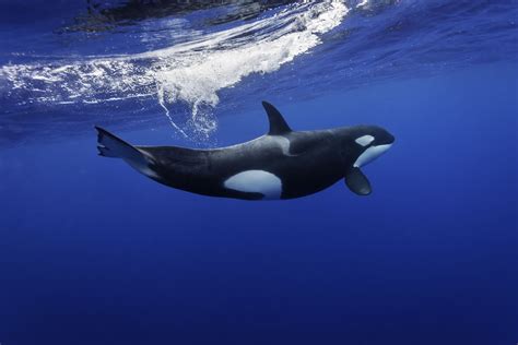Datos Fascinantes De La Orca Orca