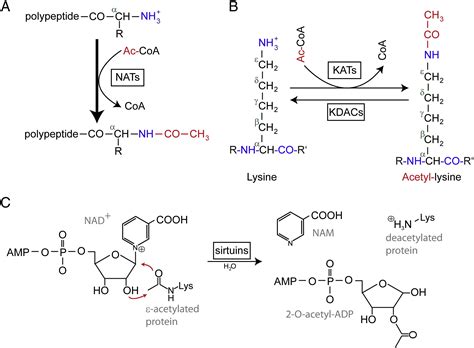 Korte introductie van proteïneacetylering - Creative Proteomics Blog