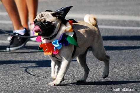 The price of dog boarding in bozeman, mt might not be as much as you thought. Sweet Pea Festival 2013. Bozeman, MT Pub Club http://bozemannewsonline.com/its-magical-sweet-pea ...