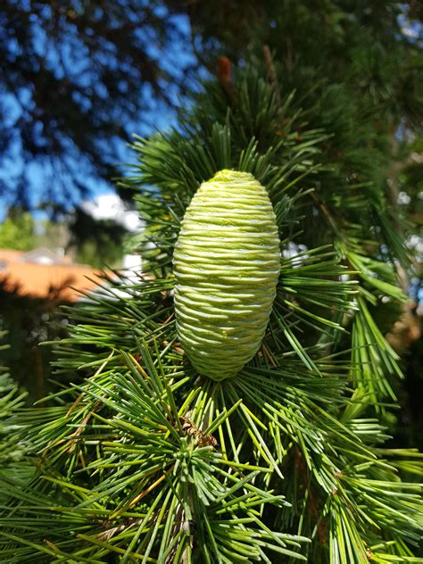 A Growing Cedar Pine Cone Rmildlyinteresting