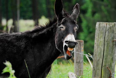 Best Donkey Smile Stock Photos Pictures And Royalty Free Images Istock