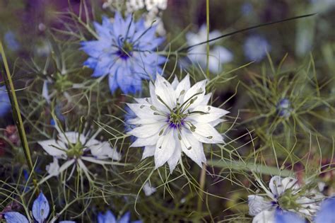 Download Free Photo Of Flower Nigella Damascena Love In A Mist