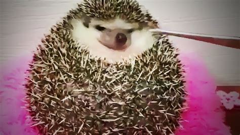 Funny Hedgehogs 😍 Cute Hedgehogs Being Funny Part 1 Funny Pets