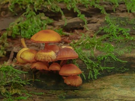 Wild Mushrooms In An Ontario Forest Stock Photo Image Of Orange