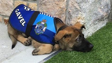 Police Dog Fails Academy For Being Too Friendly Gets New ‘regal Job