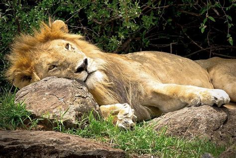 Elsen Karstads Pic A Day Kenya Lion In The Rocks Masai Mara Kenya