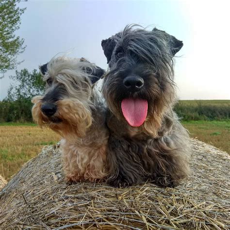 Cesky Terrier Dog Breed Characteristics And Care