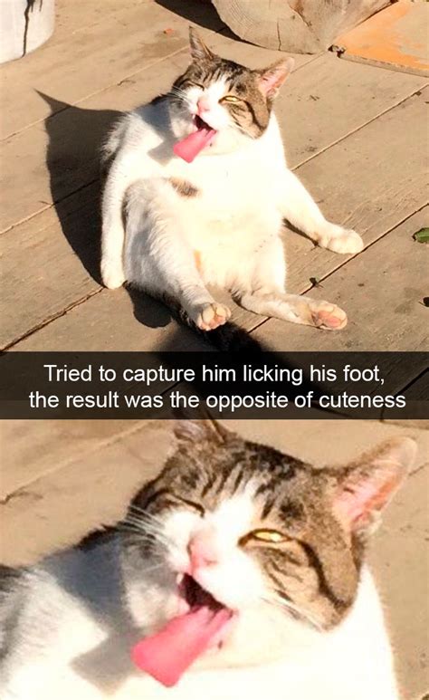 Hilarious Cat Snapchats That Will Put A Smile On Your Face Catlov