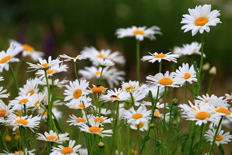 Download Summer White Flower Flower Nature Daisy 4k Ultra Hd Wallpaper