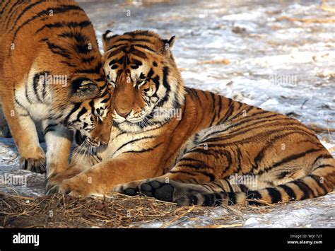 Los Turistas Visitan Y Alimentar A Los Tigres Siberianos En El Parque