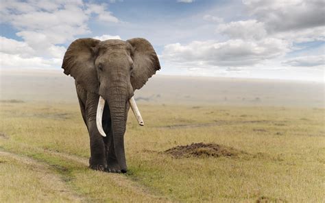 Animals Hd Images Photos Wallpapers Free Download 2019 Elephant Hd