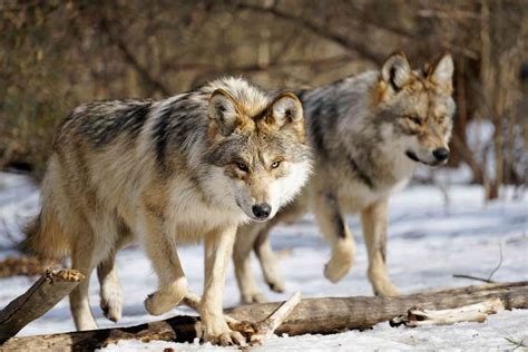 Finding Inspiration From A Three Legged Wolf Defenders Of Wildlife