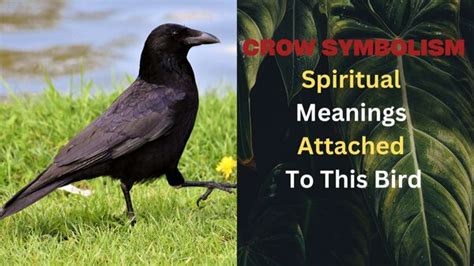 Crow Symbolism Know About Spiritual Meanings Attached To This Bird