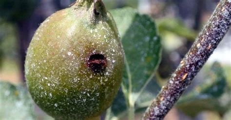 The plum curculio, conotrachelus nenuphar (herbst), is an important early season pest of pome and stone fruits. Penn State Offers Tips To Manage Early Season Orchard ...